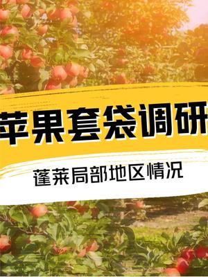 蘋果價(jià)格波動背后的產(chǎn)業(yè)全景 從產(chǎn)區(qū)調(diào)研到市場應(yīng)對